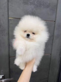 Pomeranian alb mini