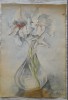 1957 Acuarelă Aglaia Rosei Rădulescu, semnată / 30 x 20, Flori, Acuarela, Realism