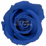 Cumpara ieftin Trandafiri Criogenati MINI DARK BLUE (&Oslash;3,5-4,5cm, 12 buc /cutie)