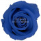 Trandafiri Criogenati MINI DARK BLUE (&Oslash;3,5-4,5cm, 12 buc /cutie)