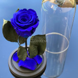 Trandafir Criogenat albastru &Oslash;6,5cm in cupola de sticla