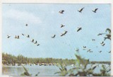 bnk cp Tulcea - Muzeul Delta Dunarii - Pelican - necirculata