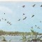 bnk cp Tulcea - Muzeul Delta Dunarii - Pelican - necirculata