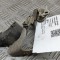 Senzor de nivel &icirc;nălțime dreapta față BMW iX1 U11 BEV 2023 OEM: 6895466,6892282 28088922