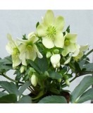Planta Spanz, Helleboruseborus &#039;Winter Passion&#039;,selectia nigercorns, alb, ghiveci 10cm