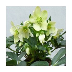 Planta Spanz, Helleboruseborus &#039;Winter Passion&#039;,selectia nigercorns, alb, ghiveci 10cm