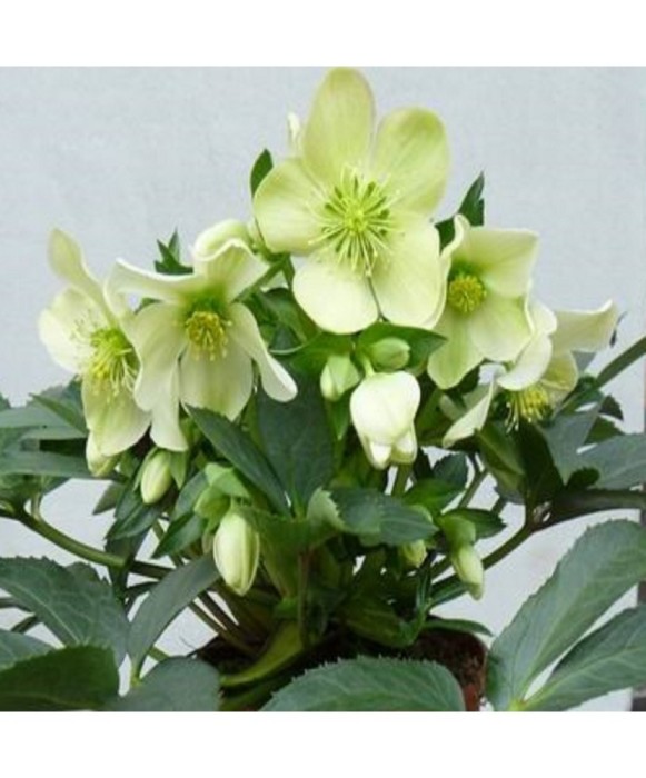 Planta Spanz, Helleboruseborus &#039;Winter Passion&#039;,selectia nigercorns, alb, ghiveci 10cm