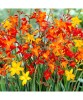 Bulbi Crocosmia Small Flowering Multicolor, 6/8 cm, Mix Culori, Flori Elegante, Gradina, Borduri, Aranjamente Florale