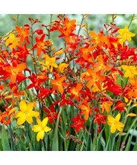 Crocosmia Small Flowering Multicolor, 6/8, Multicolor, bulbi