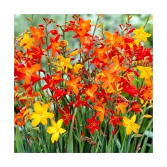 Crocosmia Small Flowering Multicolor, 6/8, Multicolor, bulbi