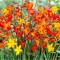 Crocosmia Small Flowering Multicolor, 6/8, Multicolor, bulbi