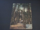 Carte Poștală Vintage Olanda - Aleea cu Brazi &Icirc;nalți (posibil din perioada 1900-1940), Circulata, Printata
