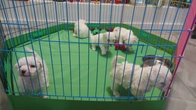 Vand Bichon Frise foto