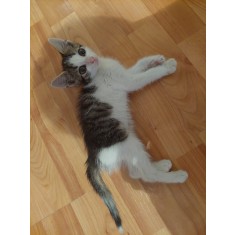 Cauti adoptie pisici? Vezi oferta pe Okazii.ro