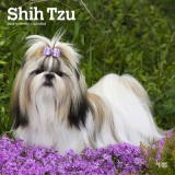 Shih Tzu 2024 Square