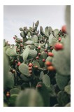 Tablou Canvas, "Oază de cactuși cu fructe colorate", Spini, Verde, Cactuși, Roșu, Fructe, Natură, Texturi, Pădure, Rugozitate, Ariditate, 26 x 39 cm,