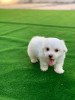 Bichon Maltez mini toy