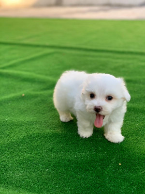 Bichon Maltez mini toy foto