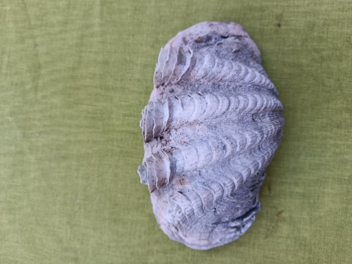 Scoica oceanica 11