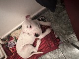 Dog argentinian