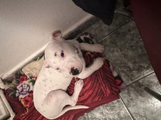 Dog argentinian foto