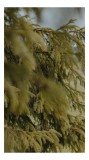 Tablou Canvas, "Ramuri de brad &icirc;n bătaia v&acirc;ntului", Frunze, Verzi, Ramuri, Pini, Textura, Natura, Frunzis, Verdeata, Viu, Liniste, Relaxare, Copac., 2