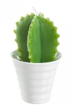 Set 12 lumanari Cactus 8.2x8.2x14 cm