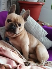 Monta bulldog francez foto