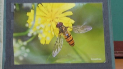 GERMANIA - ALBINA CULEGAND NECTAR DE PE O FLOARE - NECIRCULATA. foto