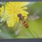 GERMANIA - ALBINA CULEGAND NECTAR DE PE O FLOARE - NECIRCULATA.