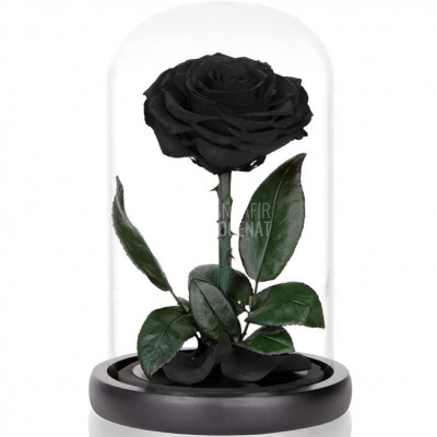 Trandafir Criogenat mare negru &amp;Oslash;9,5cm in cupola sticla 17x28cm foto
