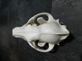 Trofeu cap de LUP