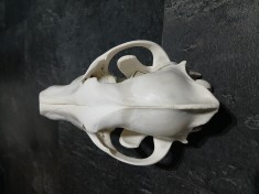 Trofeu cap de LUP foto