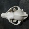 Trofeu cap de LUP