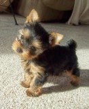 Yorkshire terrier