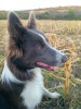 V&acirc;nd căței Border Collie, Pedigree