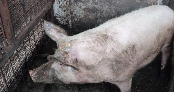 Porci de v&acirc;nzare