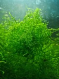Weeping Moss Acvariu - Planta Acvatica Decorativa - Taxiphyllum - Accesorii Acvariu, 15cm