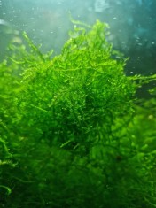 Weeping Moss Plante Pentru Acvariu