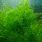 Weeping Moss Plante Pentru Acvariu