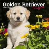 Golden Retriever Puppies 2024 Mini 7x7