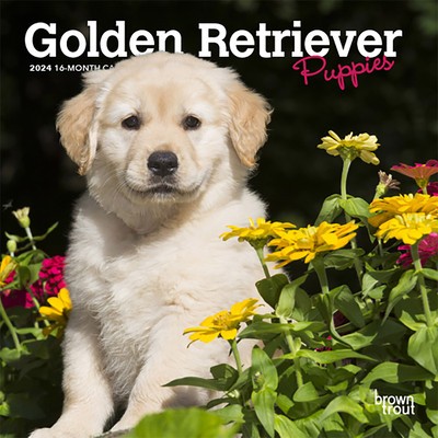 Golden Retriever Puppies 2024 Mini 7x7 foto