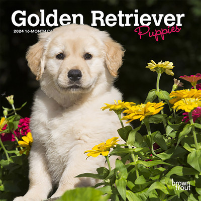 Golden Retriever Puppies 2024 Mini 7x7