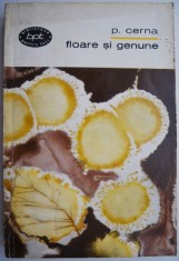 Floare si genune ? Panait Cerna foto
