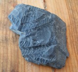 Callipteris conferta plante fosile din Permian