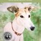 Brooklyn Goes Home: The Rise and Fall of American Greyhound Racing and the Dog That Inspired a Movement