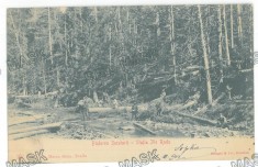 1332 - ILIE RADU, Bacau, Padure seculara, Litho, Romania - old postcard - used - 1903