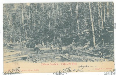 1332 - ILIE RADU, Bacau, Padure seculara, Litho, Romania - old postcard - used - 1903 foto