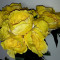 Buchet flori artificiale - Ranunculus 6 fire ,galben Coburn, inal?ime 30 cm