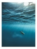 Tablou Canvas, "Țestoasa călătoare &icirc;n oceanul albastru", Ocean, Lumină, Țestoasă, Solitudine, Ad&acirc;ncime, 26 x 39 cm, CMCLASS